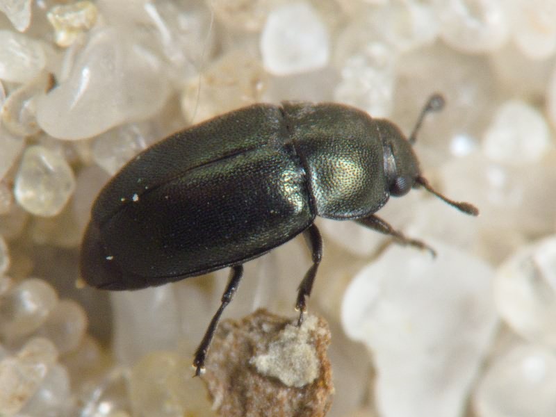 Brassicogethes aeneus (Fabricius, 1775)